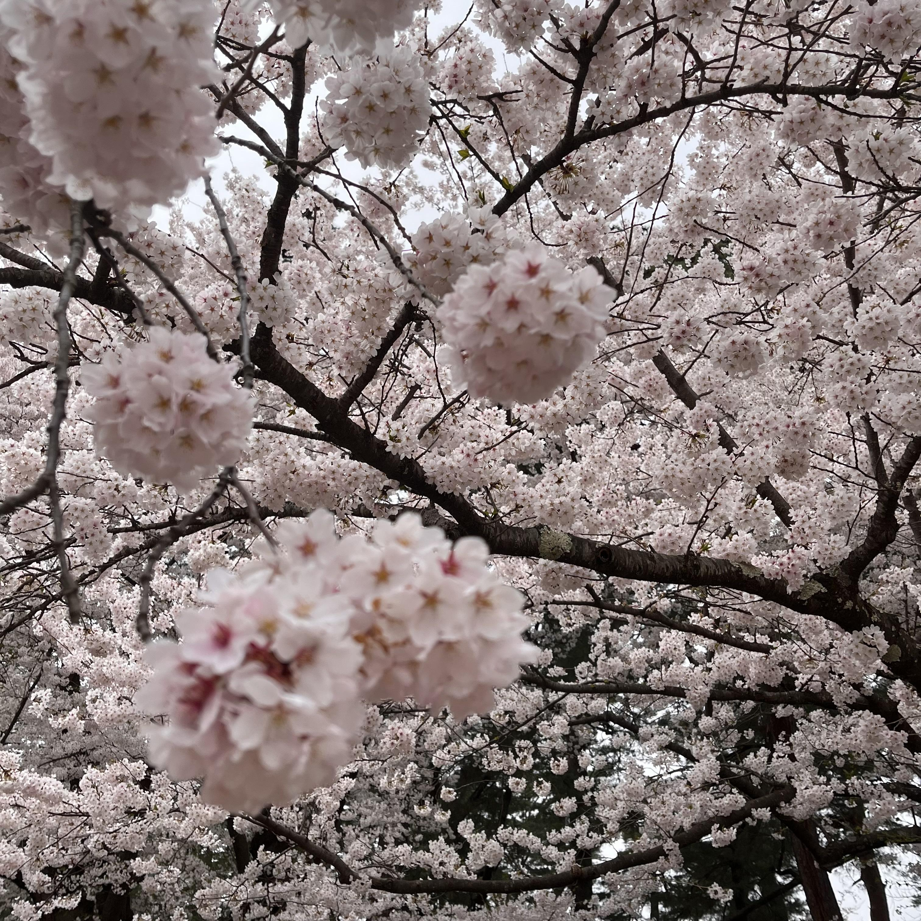 image_50825985.JPG