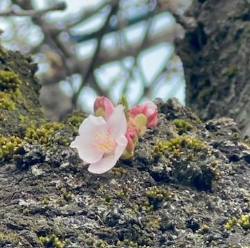 桜川胴咲きさくら2025.jpg