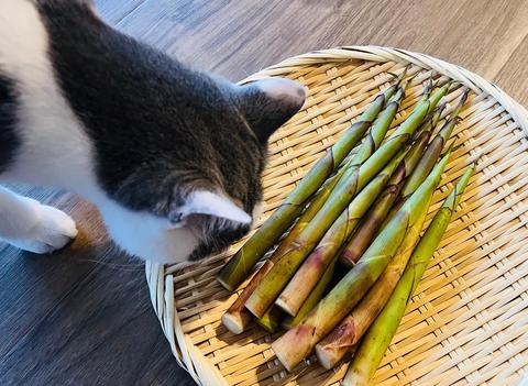 linecamera_shareimage.jpgのサムネイル画像