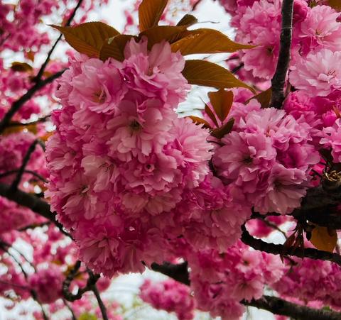 linecamera_shareimage.jpgのサムネイル画像