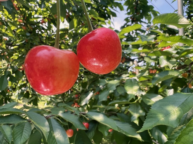 さくらんぼアップ