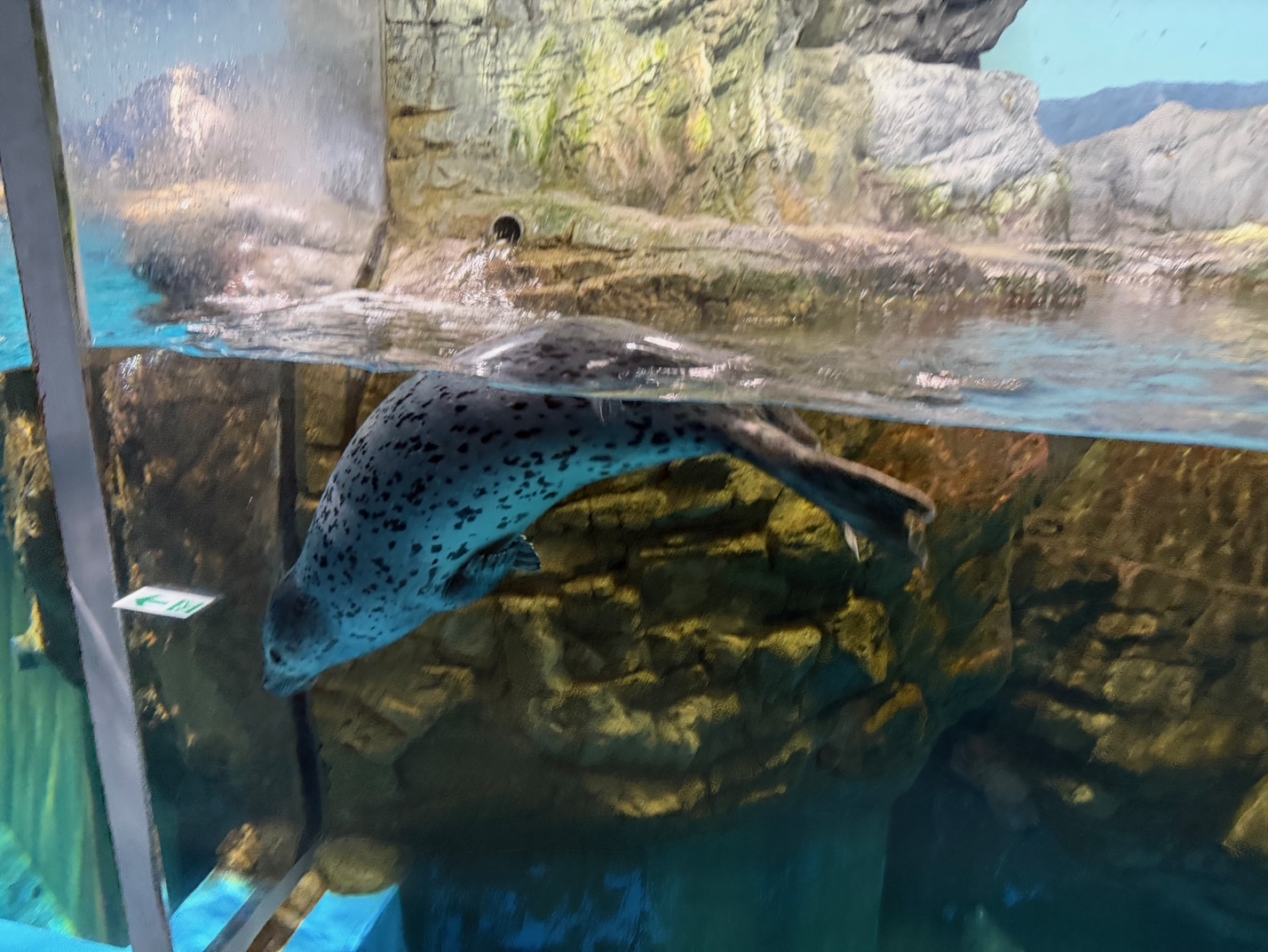 20251013泳ぐうしお